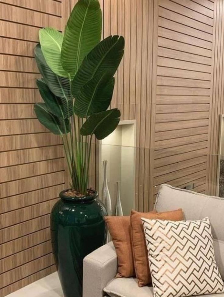 Paradise Plant