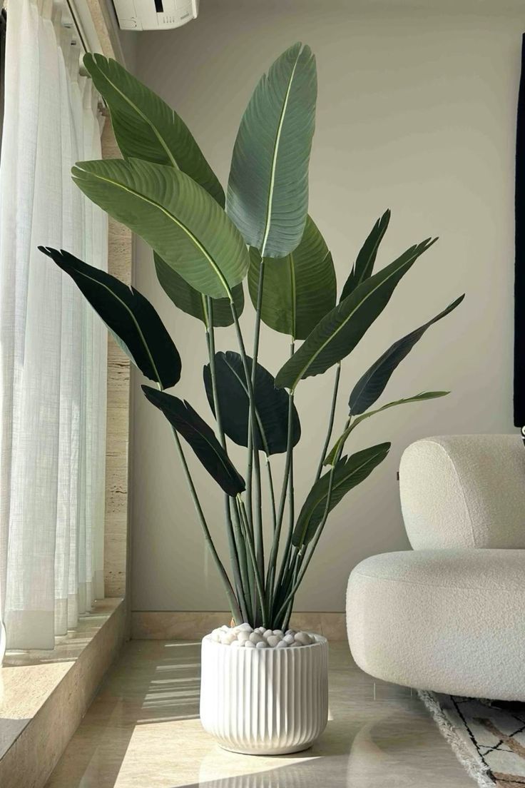 Paradise Plant