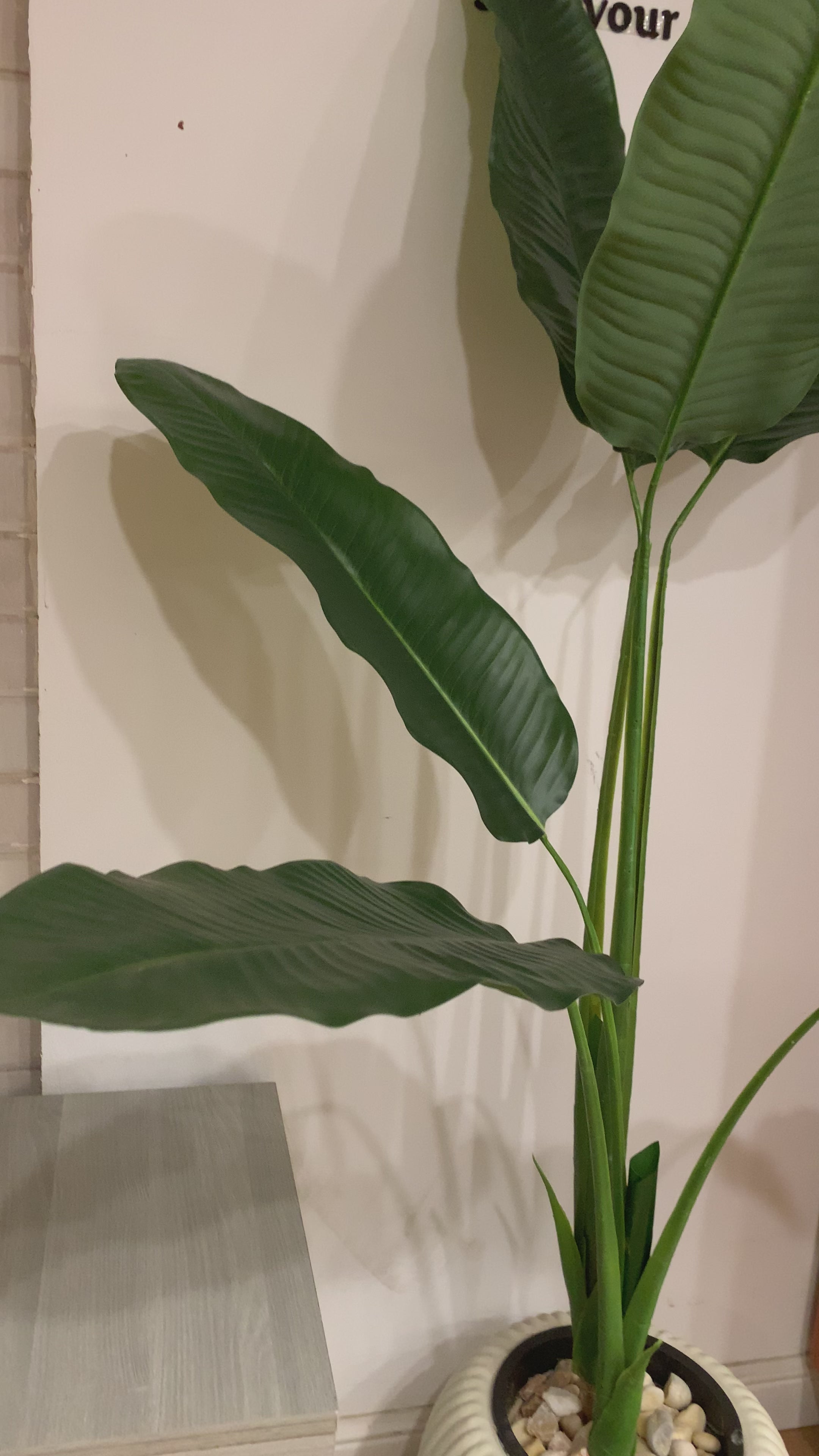 Paradise Plant